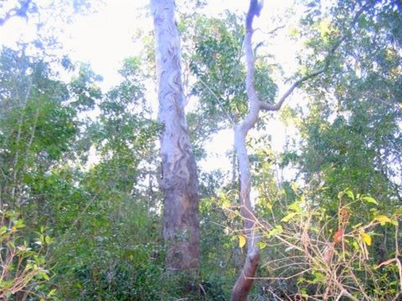 215 Murphy Road, Captain Creek QLD 4677