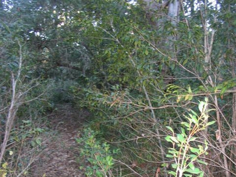 215 Murphy Road, Captain Creek QLD 4677