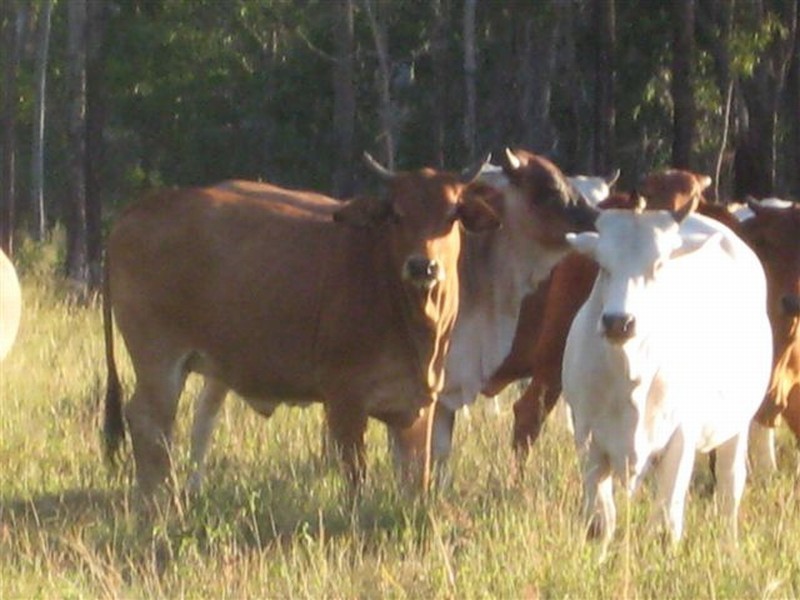 Agnes Water QLD 4677