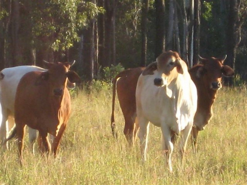 Agnes Water QLD 4677