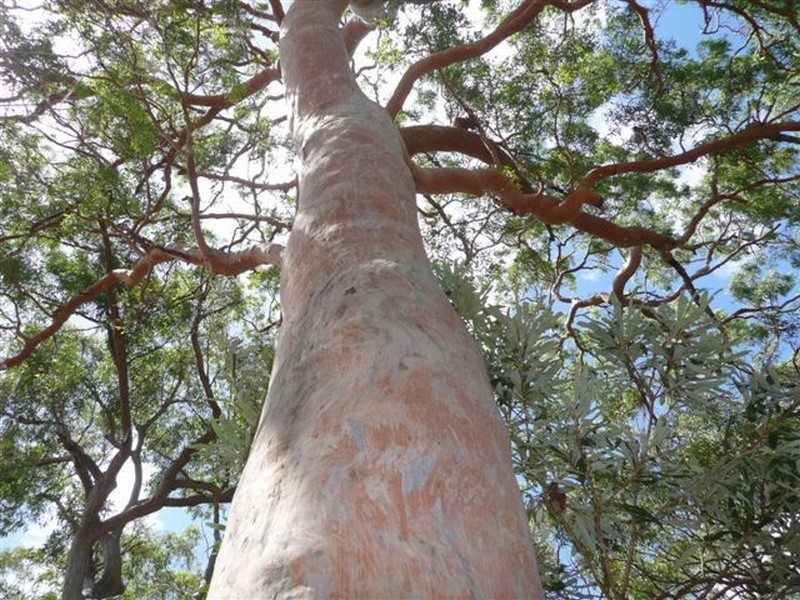 Agnes Water QLD 4677