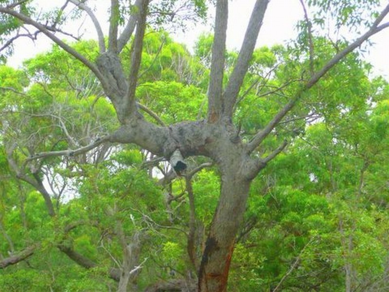 215 Lady Elliot, Agnes Water QLD 4677