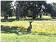 Yamba NSW 2464