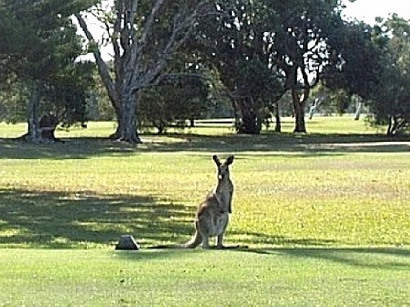 Yamba NSW 2464