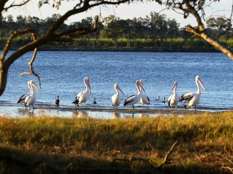 Palmers Island NSW 2463