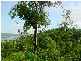 Maclean NSW 2463