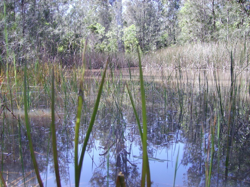 650 Jackybulbin Road, Jacky Bulbin Flat NSW 2463