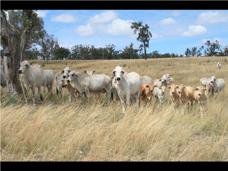 Warwick QLD 4370
