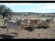 Texas QLD 4385