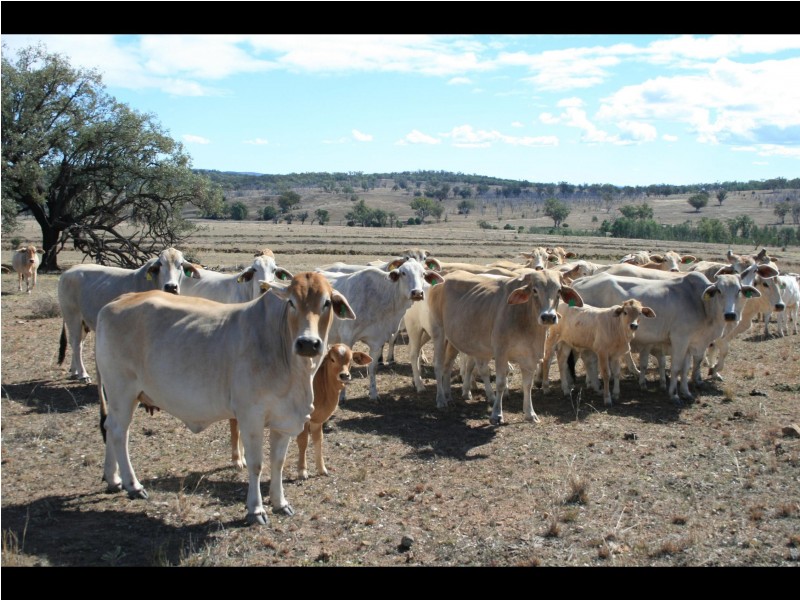 Texas QLD 4385