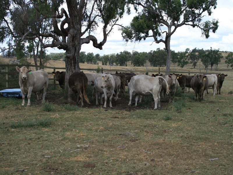 Warwick QLD 4370