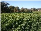 Killarney QLD 4373