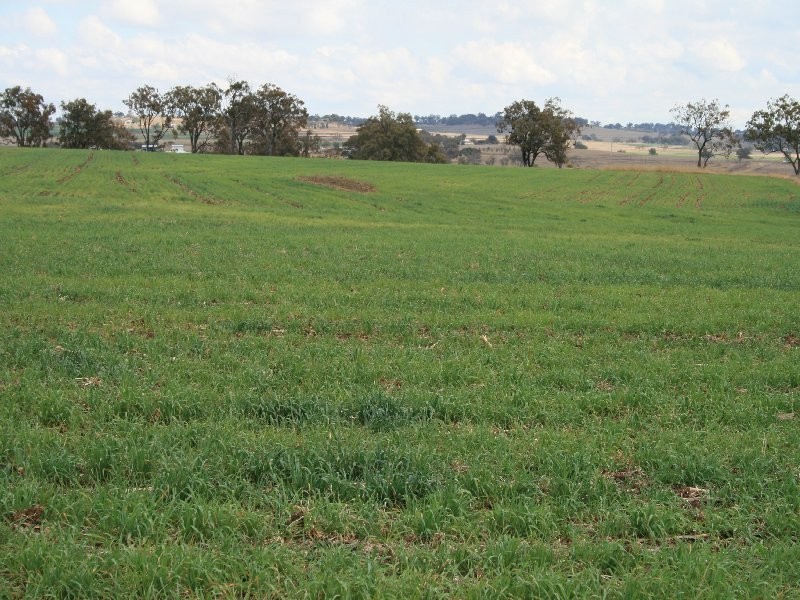 Warwick QLD 4370