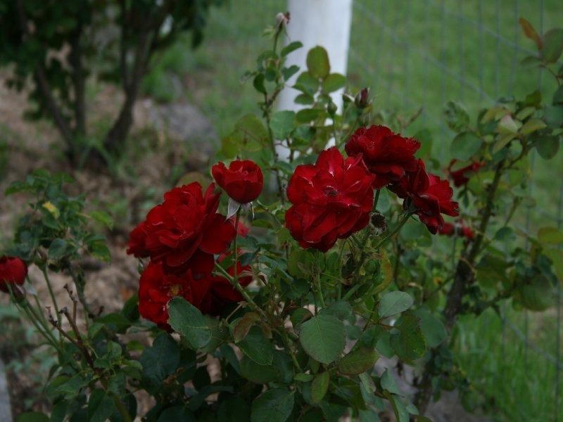 Warwick QLD 4370