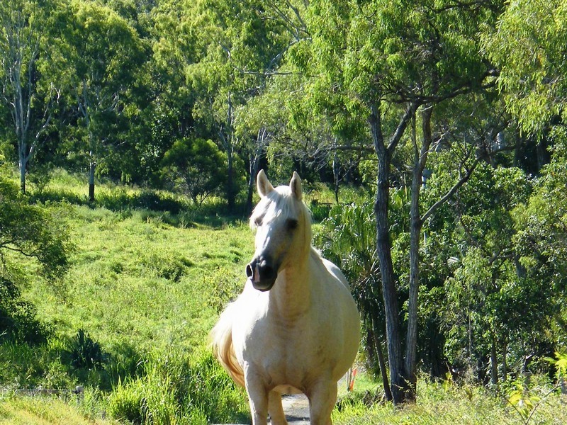 109 Browns Lane, Yeppoon QLD 4703