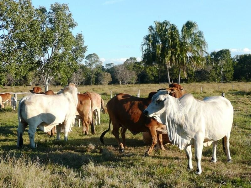 Yeppoon QLD 4703