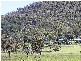 280 Limestone Creek Road, Yeppoon QLD 4703