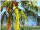 7 Hermes Street, Yeppoon QLD 4703