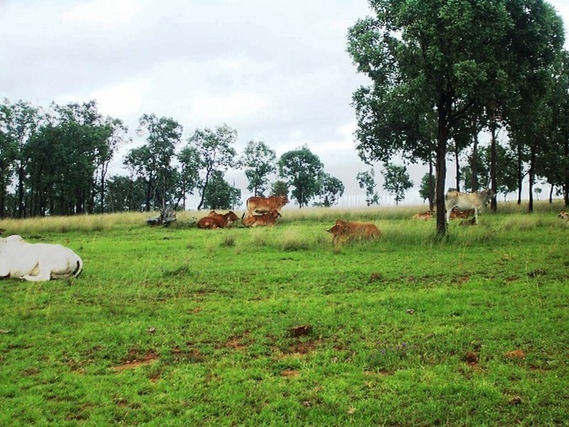 Harrami QLD 4630