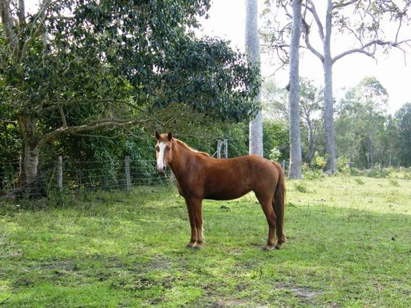 2373 Byfield Road, Byfield QLD 4703