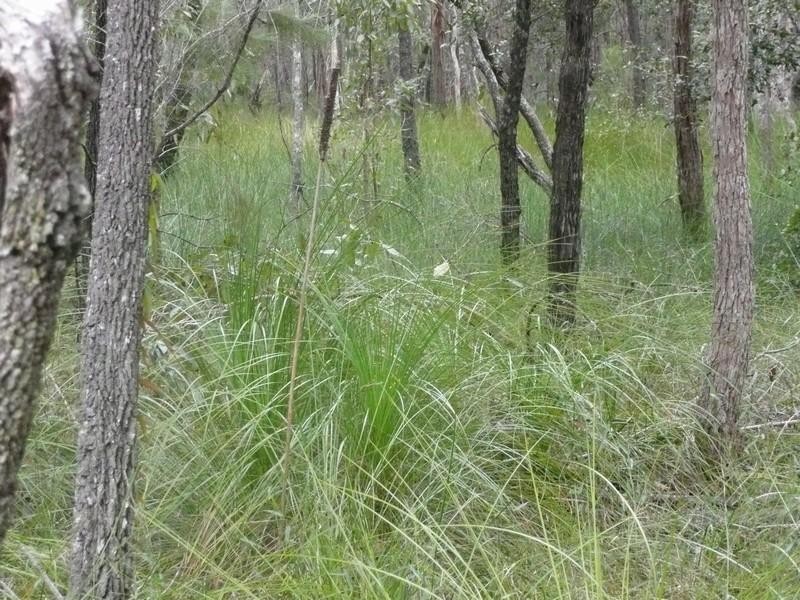 Lot 1 Byfield Road, Byfield QLD 4703