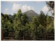 5 Fullager, Eumundi QLD 4562