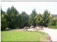 185 DENMARK LANE, Swanfels QLD 4371