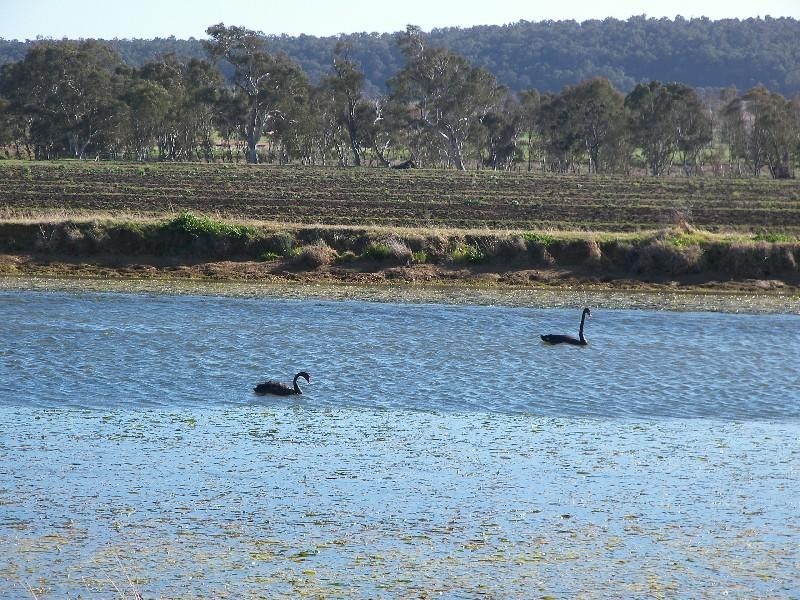 Warwick QLD 4370