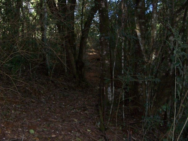 Maleny QLD 4552