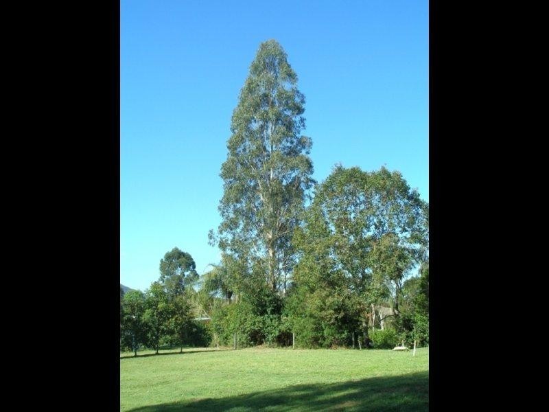 Maleny QLD 4552