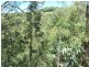 Maleny QLD 4552