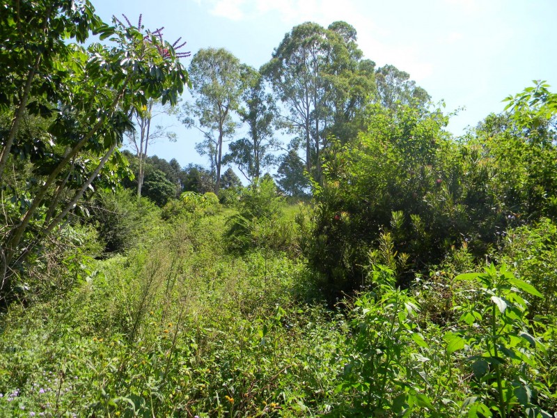 Maleny QLD 4552