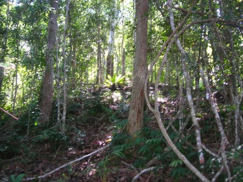 Maleny QLD 4552