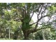 Maleny QLD 4552