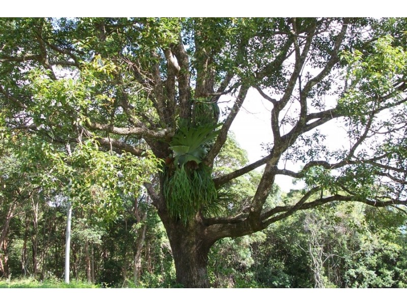 Maleny QLD 4552
