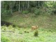 Maleny QLD 4552