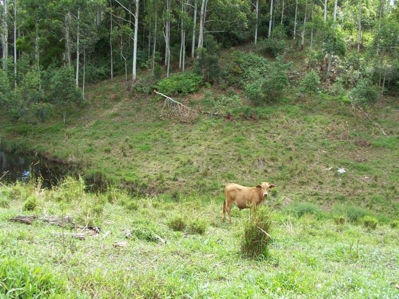 Maleny QLD 4552