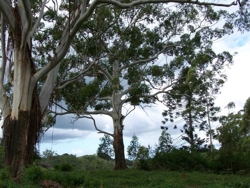 Maleny QLD 4552