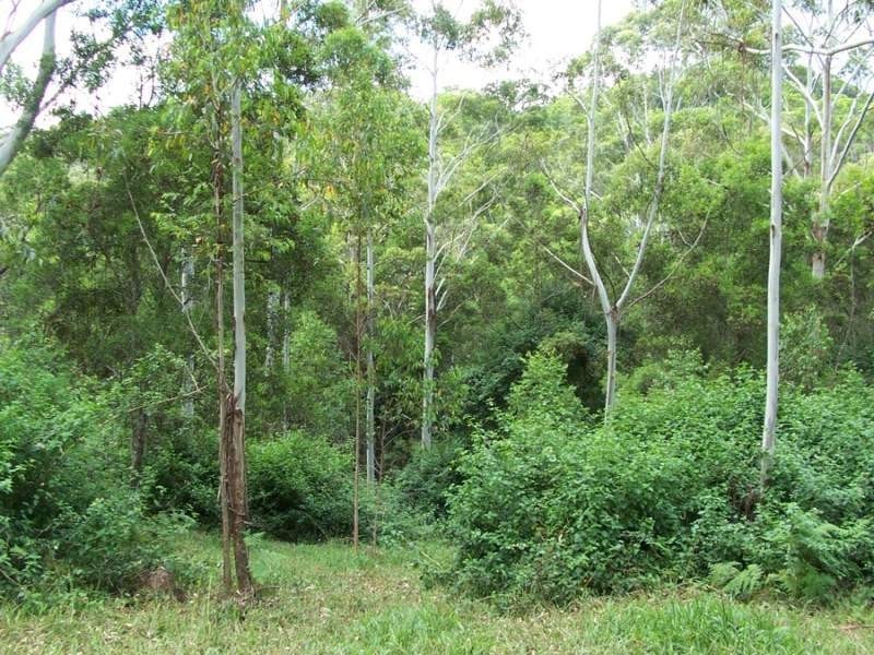 Maleny QLD 4552