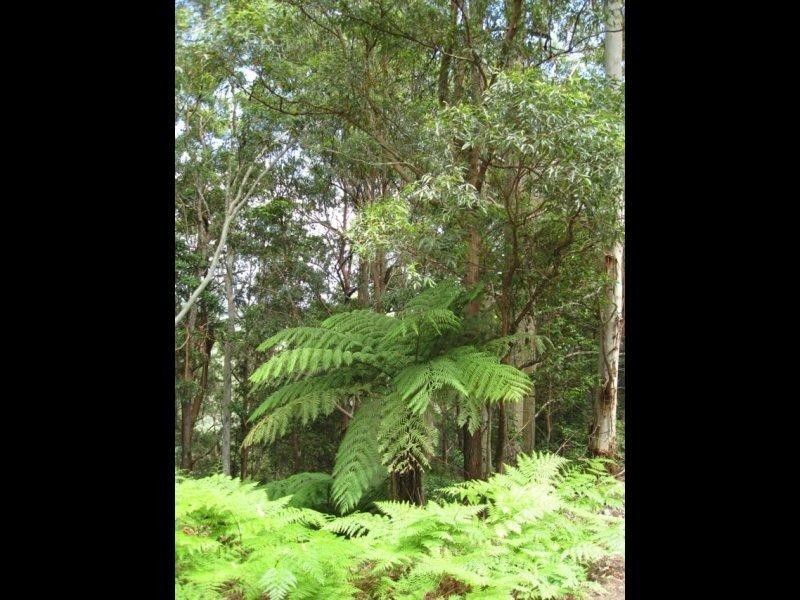 Maleny QLD 4552