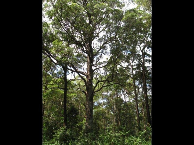 Maleny QLD 4552