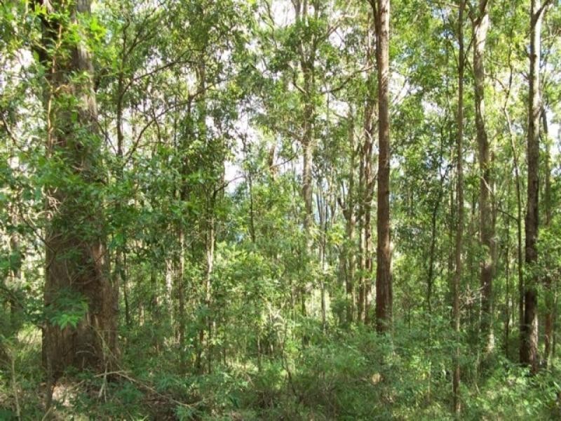Maleny QLD 4552