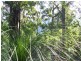 Maleny QLD 4552