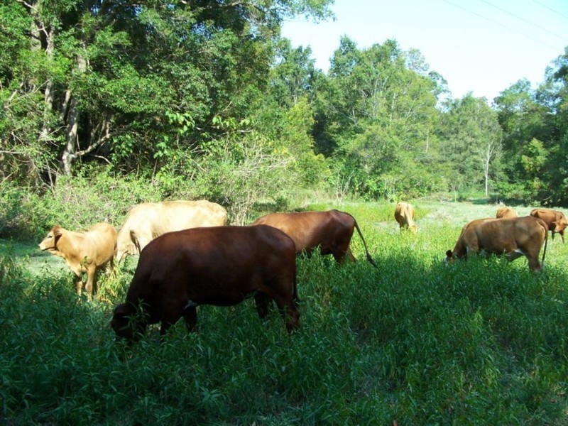 Stanmore QLD 4514