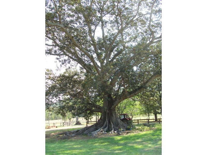 Stanmore QLD 4514