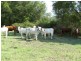Stanmore QLD 4514
