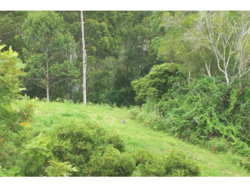 Maleny QLD 4552