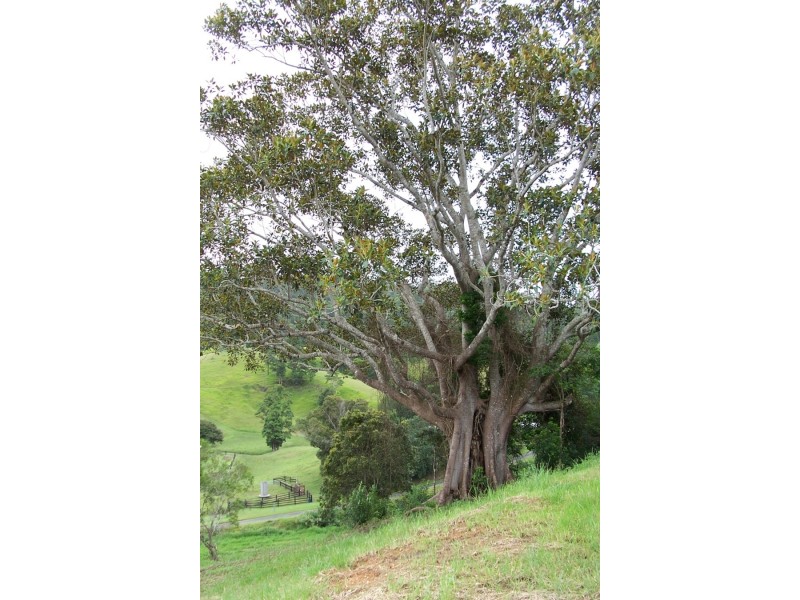 Maleny QLD 4552