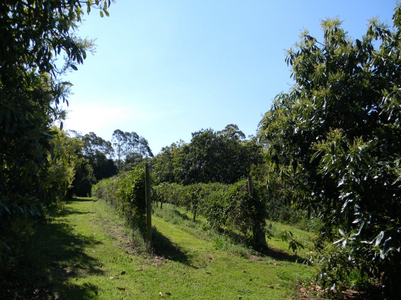 Maleny QLD 4552