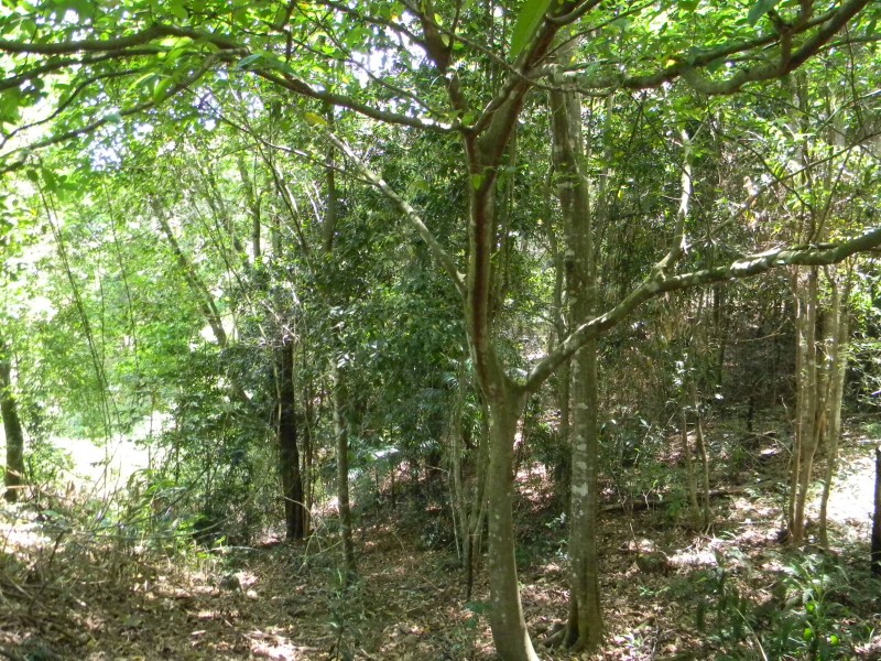 Maleny QLD 4552